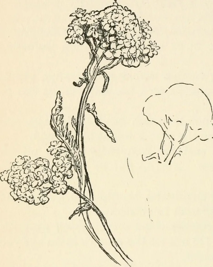 An illustration from Drawing for beginners, 1920, leaf 180
