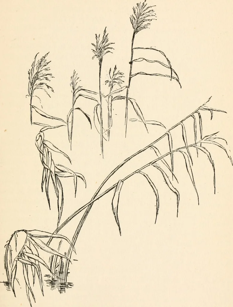 An illustration from Drawing for beginners, 1920, leaf 185