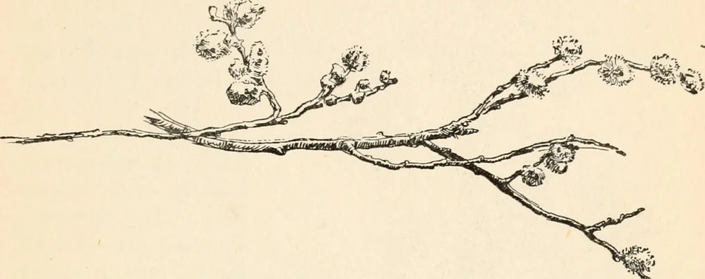 An illustration from Drawing for beginners, 1920, leaf 195