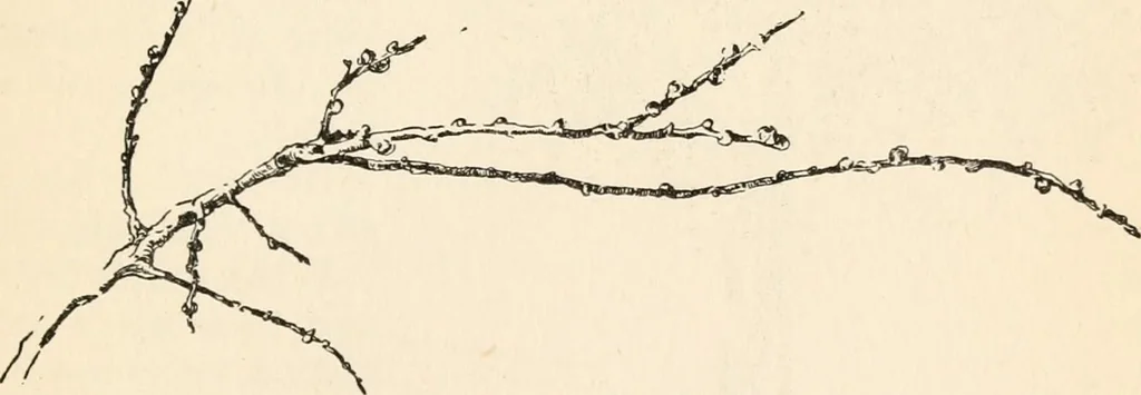 An illustration from Drawing for beginners, 1920, leaf 195