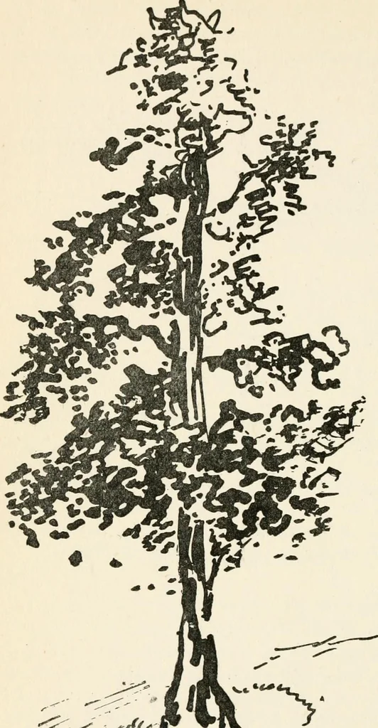 An illustration from Drawing for beginners, 1920, leaf 196