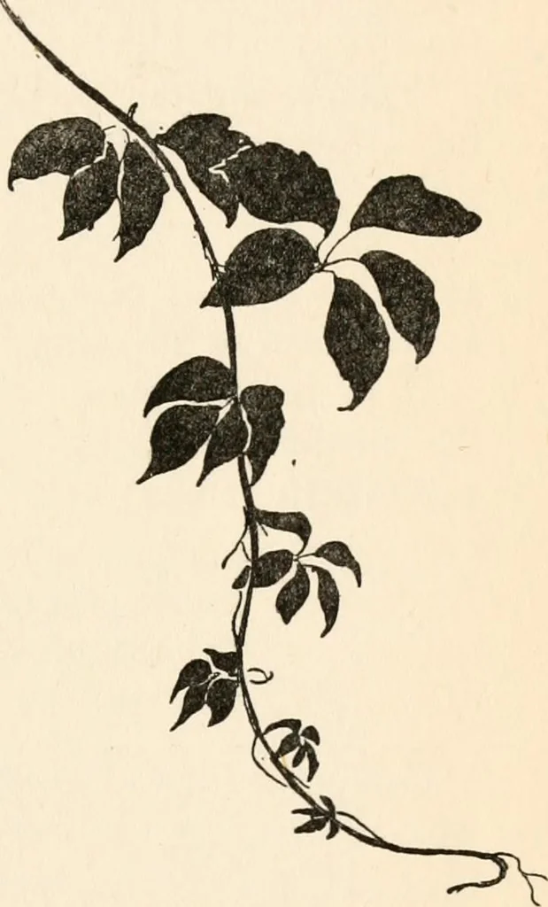 An illustration from Drawing for beginners, 1920, leaf 211