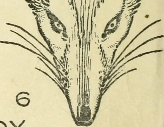 An illustration from Drawing made easy : a helpful book for young artists; the way to begin and finish your sketches, clearly shown step by step, 1921, leaf 22