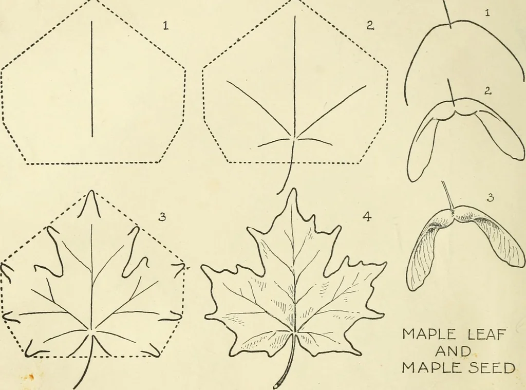 An illustration from Drawing made easy : a helpful book for young artists; the way to begin and finish your sketches, clearly shown step by step, 1921, leaf 30