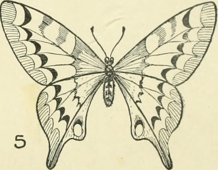 An illustration from Drawing made easy : a helpful book for young artists; the way to begin and finish your sketches, clearly shown step by step, 1921, leaf 33