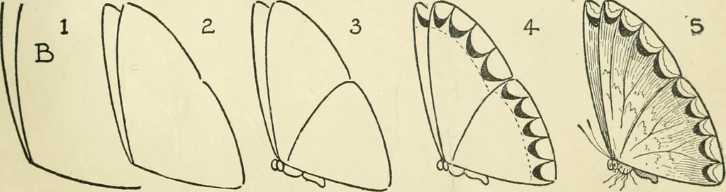 An illustration from Drawing made easy : a helpful book for young artists; the way to begin and finish your sketches, clearly shown step by step, 1921, leaf 33