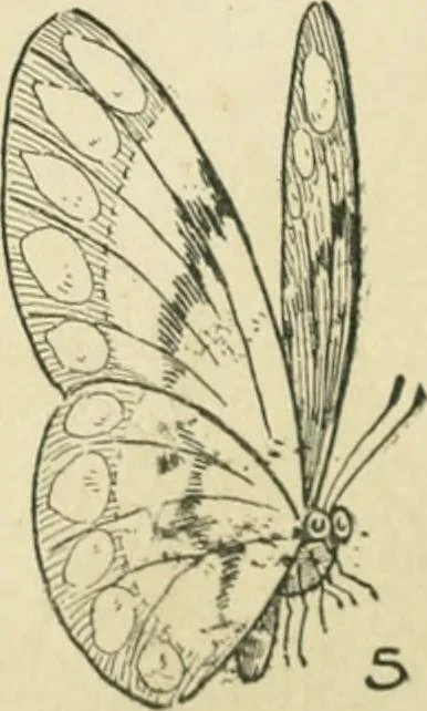 An illustration from Drawing made easy : a helpful book for young artists; the way to begin and finish your sketches, clearly shown step by step, 1921, leaf 33