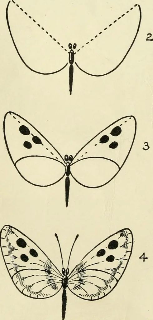 An illustration from Drawing made easy : a helpful book for young artists; the way to begin and finish your sketches, clearly shown step by step, 1921, leaf 34