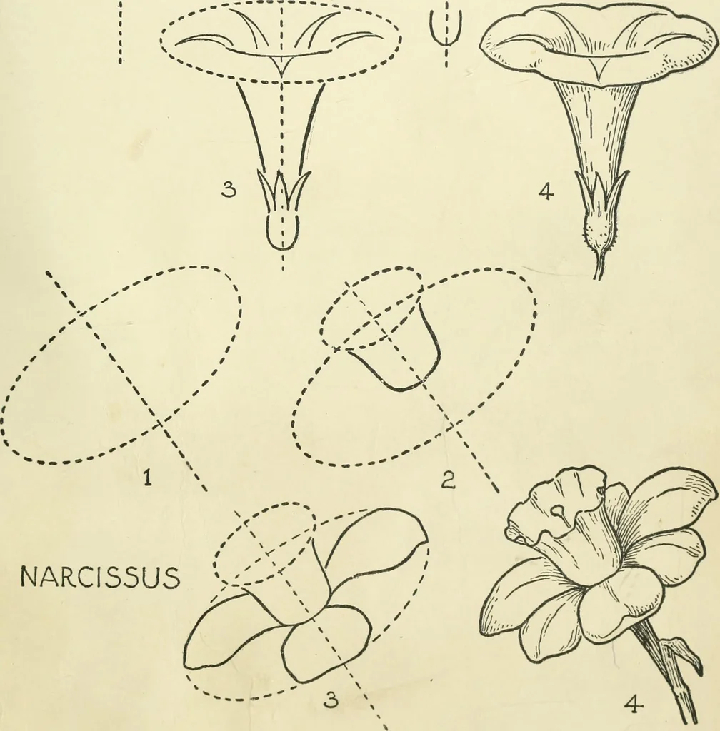 An illustration from Drawing made easy : a helpful book for young artists; the way to begin and finish your sketches, clearly shown step by step, 1921, leaf 37