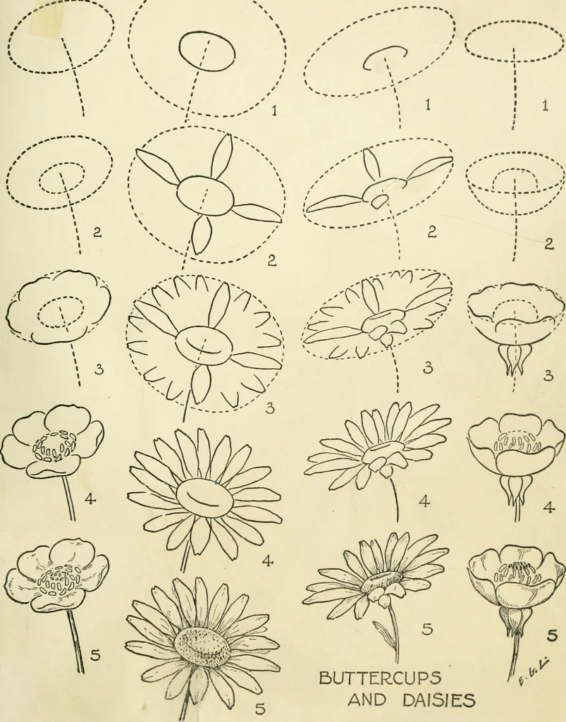 An illustration from Drawing made easy : a helpful book for young artists; the way to begin and finish your sketches, clearly shown step by step, 1921, leaf 39