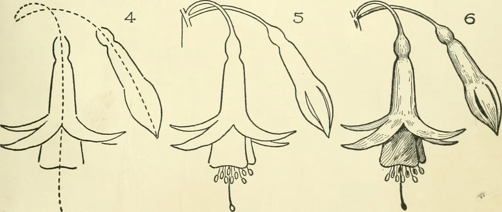 An illustration from Drawing made easy : a helpful book for young artists; the way to begin and finish your sketches, clearly shown step by step, 1921, leaf 41