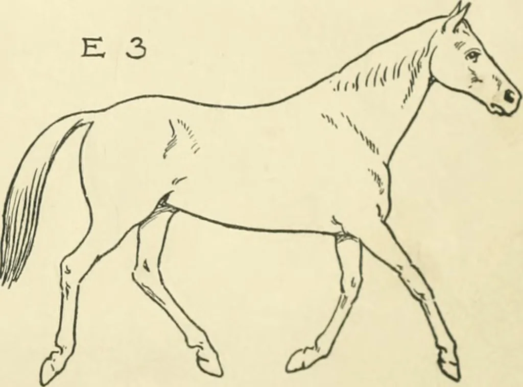 An illustration from Drawing made easy : a helpful book for young artists; the way to begin and finish your sketches, clearly shown step by step, 1921, leaf 63