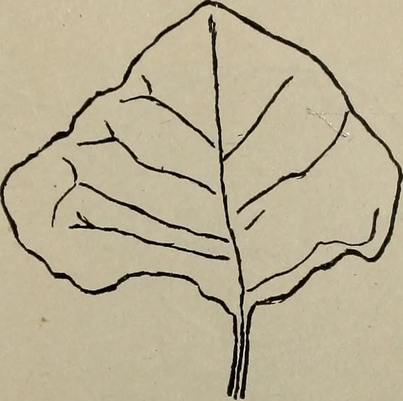 An illustration from Drawing and painting self-taught, 1922, leaf 125