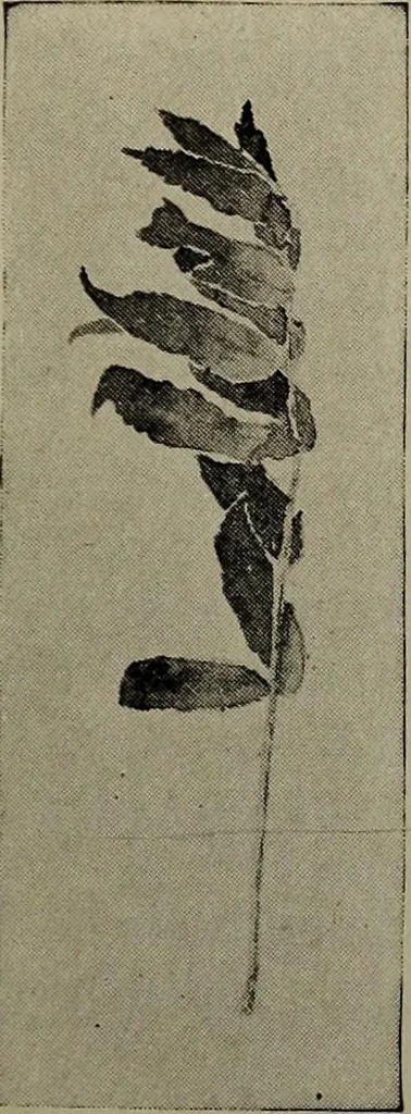 An illustration from Drawing and painting self-taught, 1922, leaf 159
