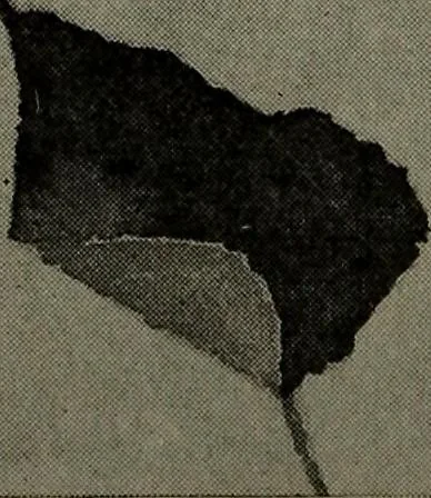 An illustration from Drawing and painting self-taught, 1922, leaf 166