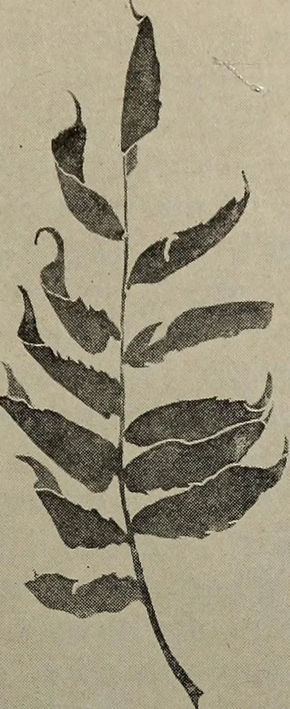 An illustration from Drawing and painting self-taught, 1922, leaf 171