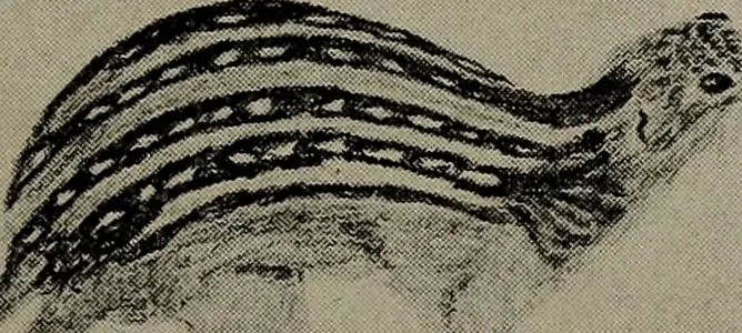 An illustration from Drawing and painting self-taught, 1922, leaf 183
