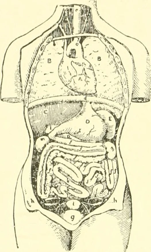 An illustration from Dress, and how to improve it, 1897, leaf 13