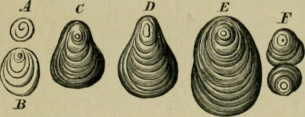An illustration from Dressings and finishings for textile fabrics and their application; description of all the materials used in dressing textiles, 1911, leaf 37