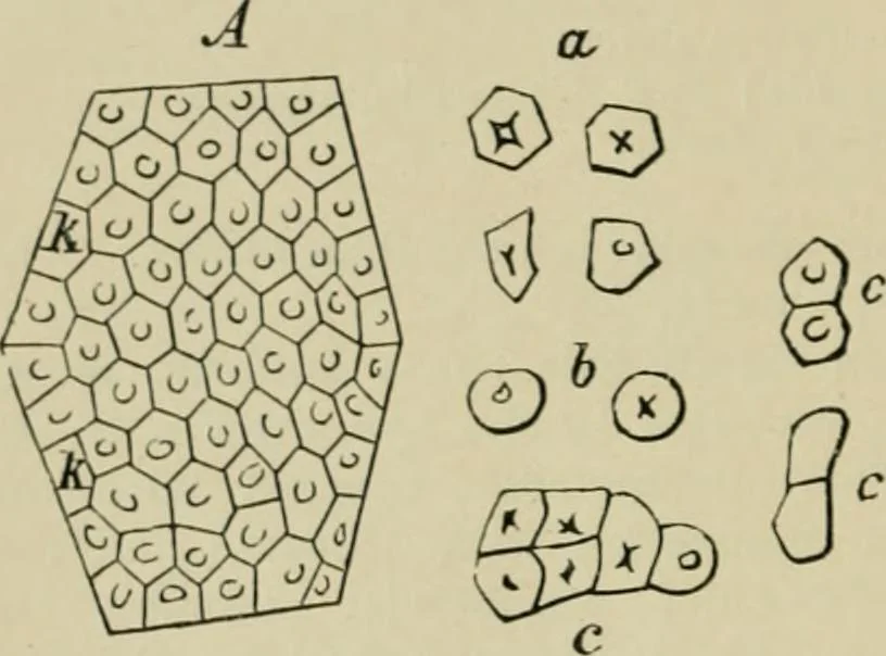 An illustration from Dressings and finishings for textile fabrics and their application; description of all the materials used in dressing textiles, 1911, leaf 38