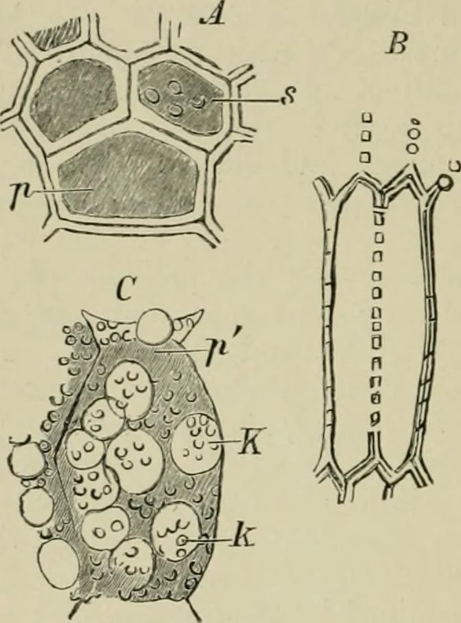 An illustration from Dressings and finishings for textile fabrics and their application; description of all the materials used in dressing textiles, 1911, leaf 48