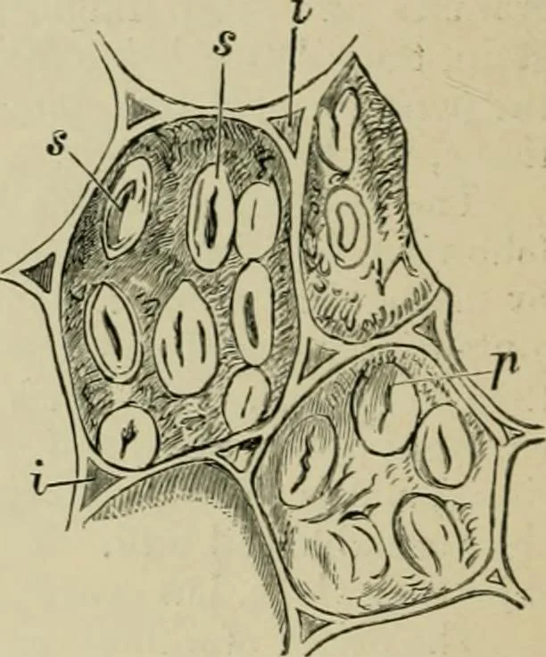 An illustration from Dressings and finishings for textile fabrics and their application; description of all the materials used in dressing textiles, 1911, leaf 48