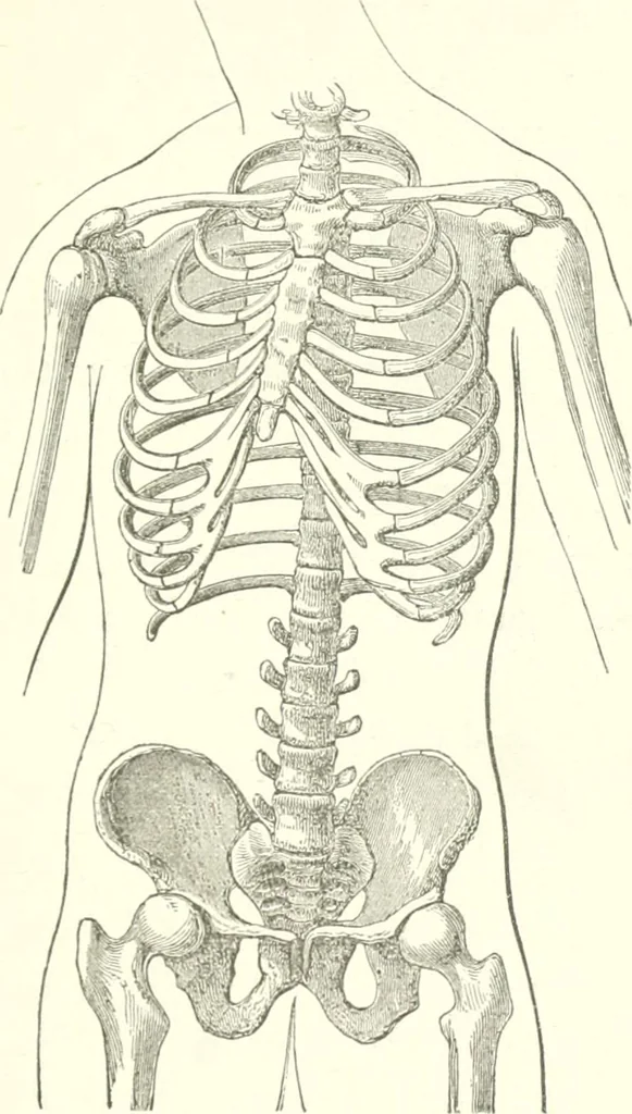 An illustration from Dress-reform : a series of lectures delivered in Boston, on dress as it affects the health of women, 1874, leaf 73