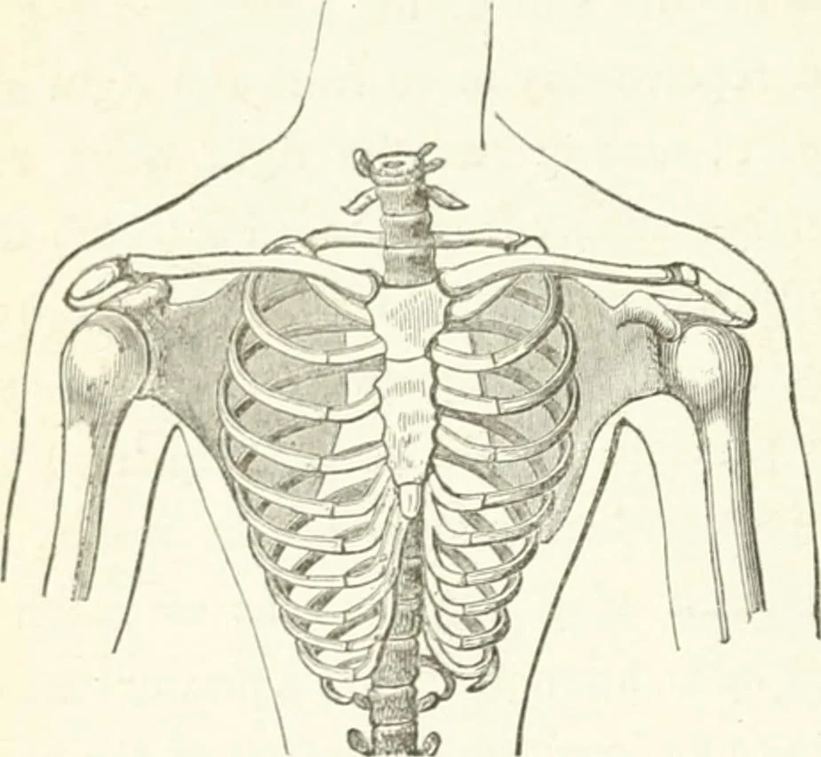 An illustration from Dress-reform : a series of lectures delivered in Boston, on dress as it affects the health of women, 1874, leaf 80