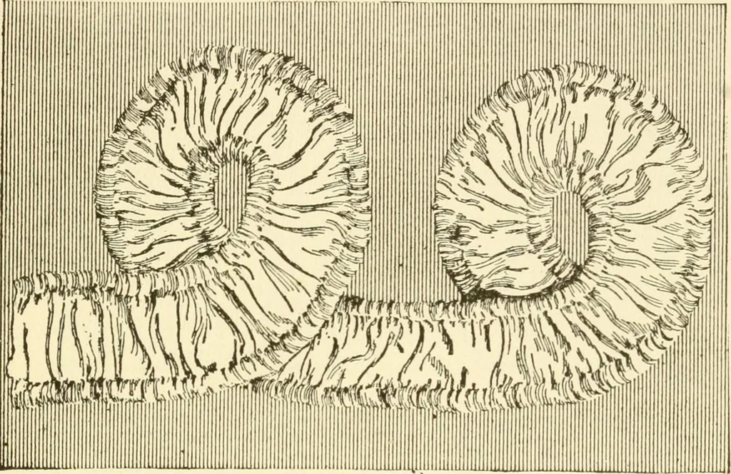 An illustration from The dress you wear and how to make it, 1918, leaf 102