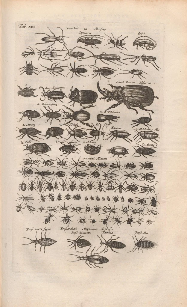 An illustration from Dr I. Ionstons beschrijving van de natuur der gekerfde of kronkel-dieren, slangen en draken. Neffens haer beeldenissen in oper gesneden., 1660, leaf 107
