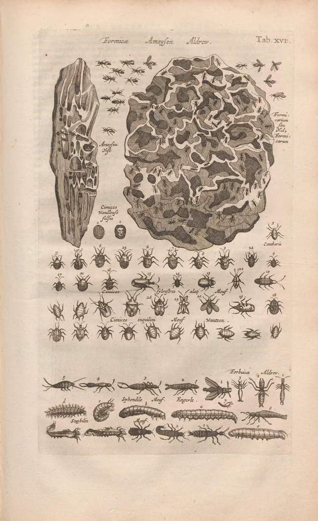 An illustration from Dr I. Ionstons beschrijving van de natuur der gekerfde of kronkel-dieren, slangen en draken. Neffens haer beeldenissen in oper gesneden., 1660, leaf 125