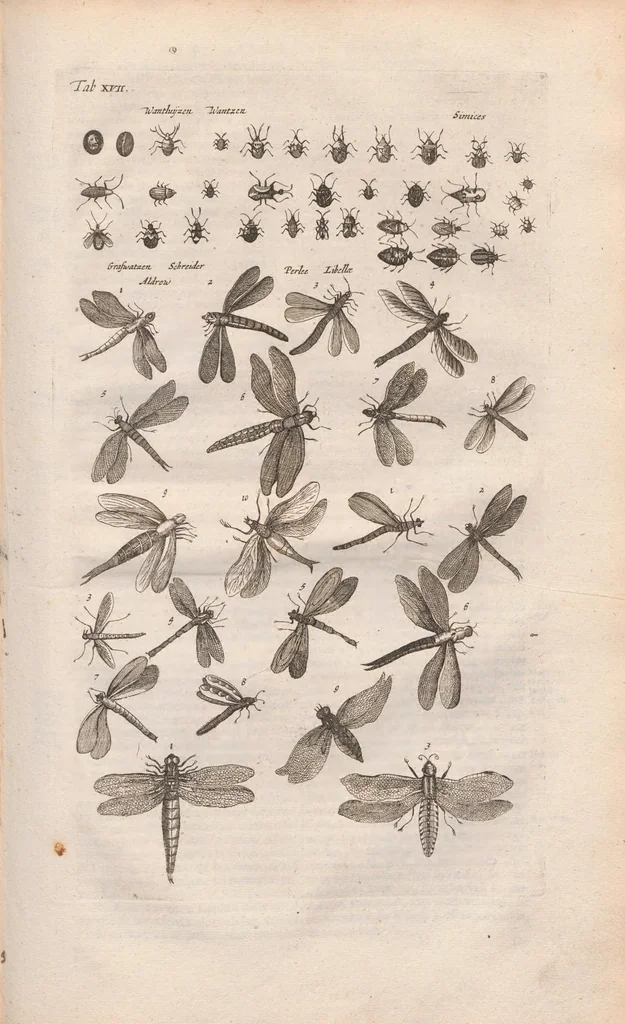 An illustration from Dr I. Ionstons beschrijving van de natuur der gekerfde of kronkel-dieren, slangen en draken. Neffens haer beeldenissen in oper gesneden., 1660, leaf 133