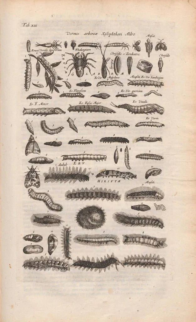 An illustration from Dr I. Ionstons beschrijving van de natuur der gekerfde of kronkel-dieren, slangen en draken. Neffens haer beeldenissen in oper gesneden., 1660, leaf 155