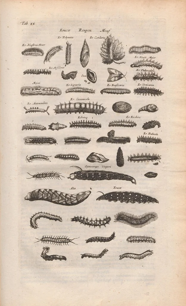 An illustration from Dr I. Ionstons beschrijving van de natuur der gekerfde of kronkel-dieren, slangen en draken. Neffens haer beeldenissen in oper gesneden., 1660, leaf 159