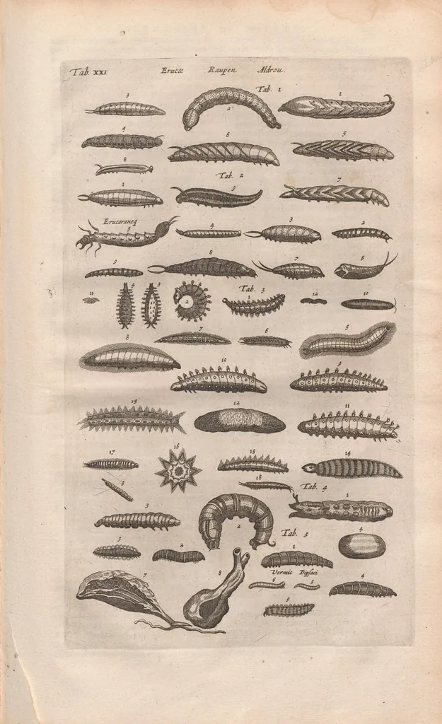 An illustration from Dr I. Ionstons beschrijving van de natuur der gekerfde of kronkel-dieren, slangen en draken. Neffens haer beeldenissen in oper gesneden., 1660, leaf 163