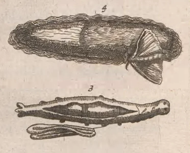 An illustration from Dr I. Ionstons beschrijving van de natuur der gekerfde of kronkel-dieren, slangen en draken. Neffens haer beeldenissen in oper gesneden., 1660, leaf 183