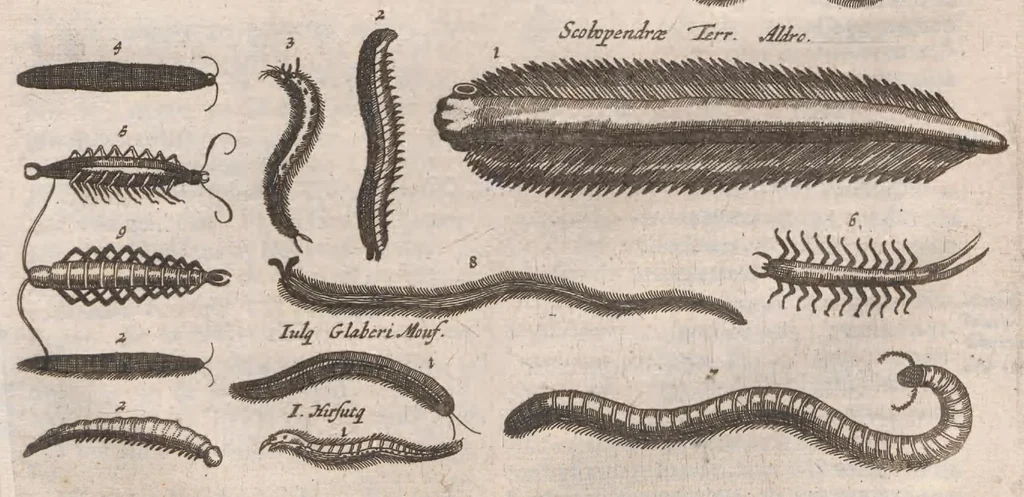 An illustration from Dr I. Ionstons beschrijving van de natuur der gekerfde of kronkel-dieren, slangen en draken. Neffens haer beeldenissen in oper gesneden., 1660, leaf 183