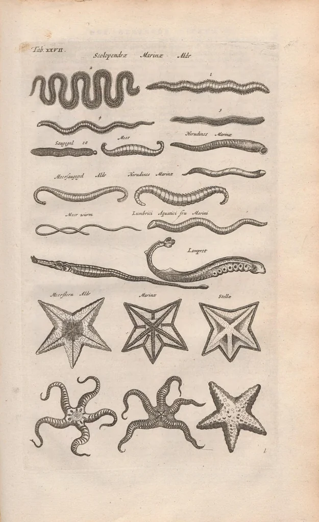 An illustration from Dr I. Ionstons beschrijving van de natuur der gekerfde of kronkel-dieren, slangen en draken. Neffens haer beeldenissen in oper gesneden., 1660, leaf 209