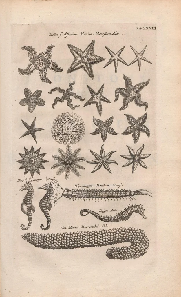 An illustration from Dr I. Ionstons beschrijving van de natuur der gekerfde of kronkel-dieren, slangen en draken. Neffens haer beeldenissen in oper gesneden., 1660, leaf 215