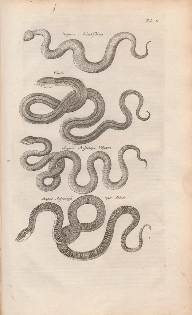 An illustration from Dr I. Ionstons beschrijving van de natuur der gekerfde of kronkel-dieren, slangen en draken. Neffens haer beeldenissen in oper gesneden., 1660, leaf 247