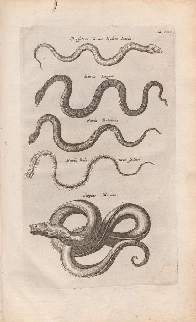 An illustration from Dr I. Ionstons beschrijving van de natuur der gekerfde of kronkel-dieren, slangen en draken. Neffens haer beeldenissen in oper gesneden., 1660, leaf 259
