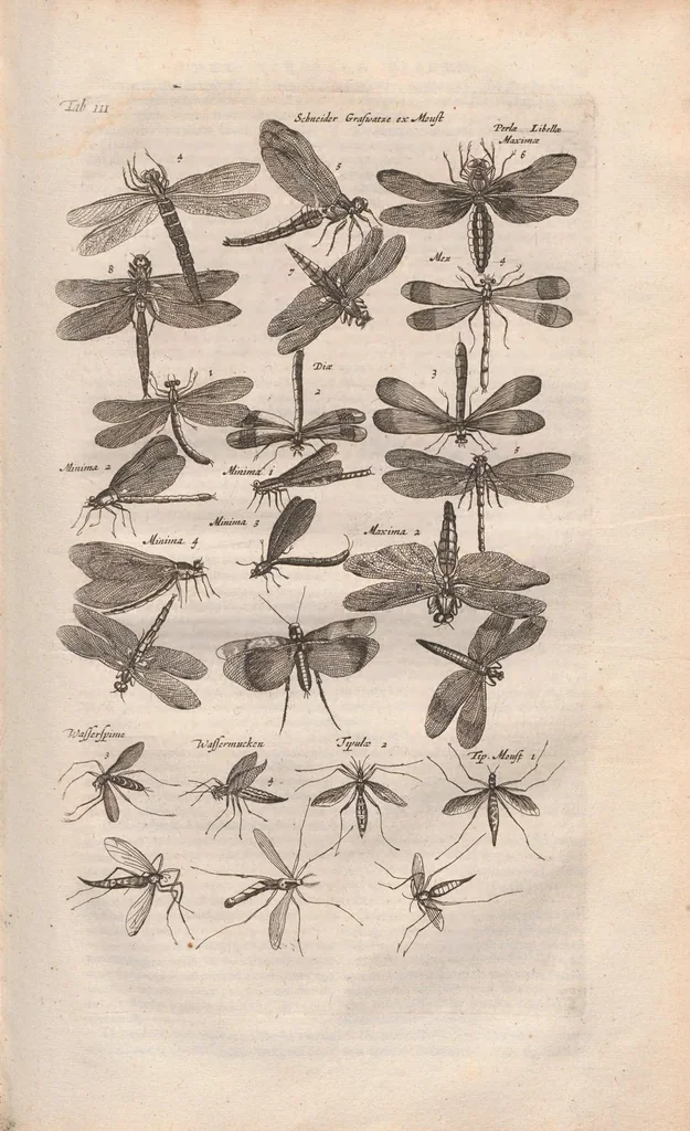 An illustration from Dr I. Ionstons beschrijving van de natuur der gekerfde of kronkel-dieren, slangen en draken. Neffens haer beeldenissen in oper gesneden., 1660, leaf 39