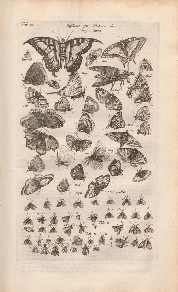 An illustration from Dr I. Ionstons beschrijving van de natuur der gekerfde of kronkel-dieren, slangen en draken. Neffens haer beeldenissen in oper gesneden., 1660, leaf 53