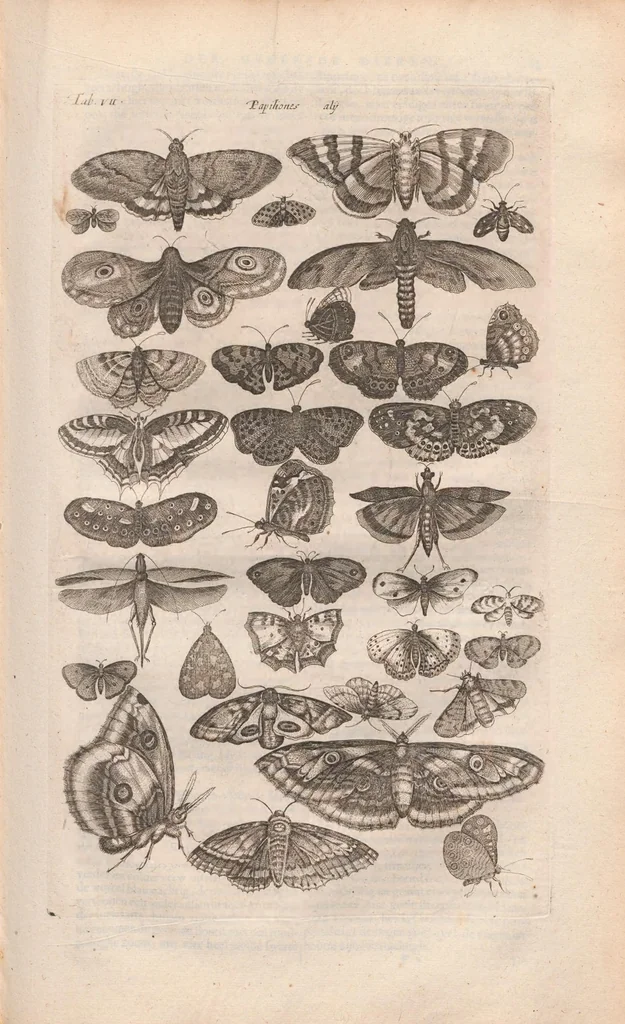 An illustration from Dr I. Ionstons beschrijving van de natuur der gekerfde of kronkel-dieren, slangen en draken. Neffens haer beeldenissen in oper gesneden., 1660, leaf 61