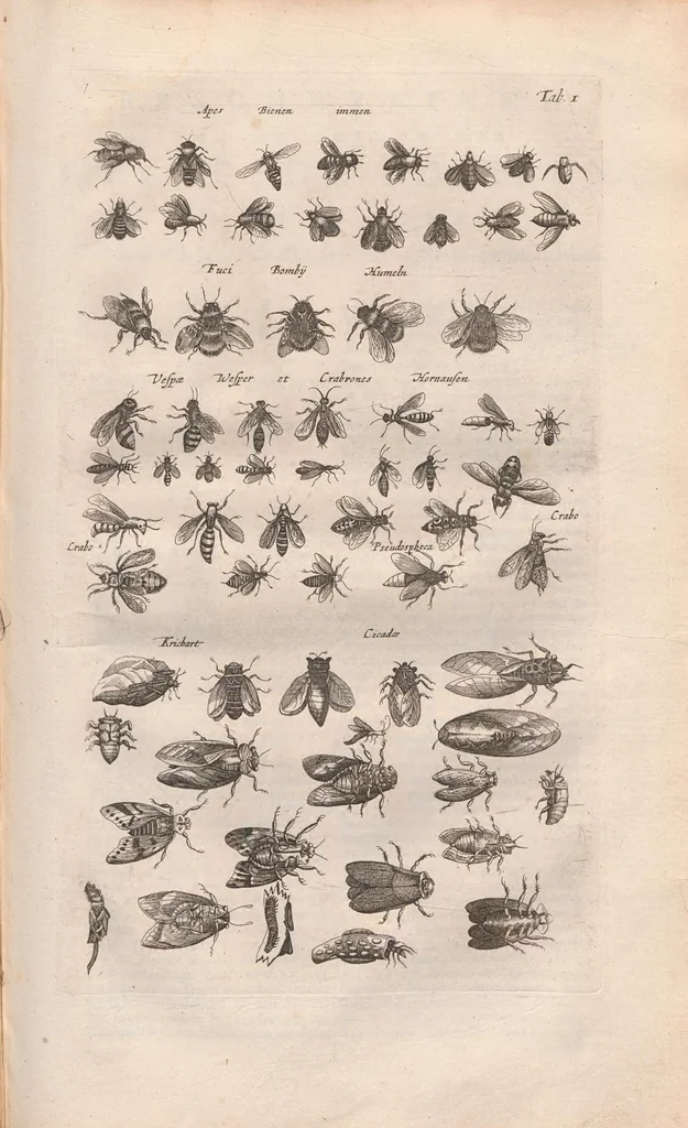 An illustration from Dr I. Ionstons beschrijving van de natuur der gekerfde of kronkel-dieren, slangen en draken. Neffens haer beeldenissen in oper gesneden., 1660, leaf 7