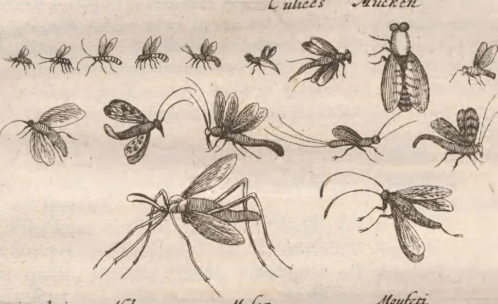 An illustration from Dr I. Ionstons beschrijving van de natuur der gekerfde of kronkel-dieren, slangen en draken. Neffens haer beeldenissen in oper gesneden., 1660, leaf 77