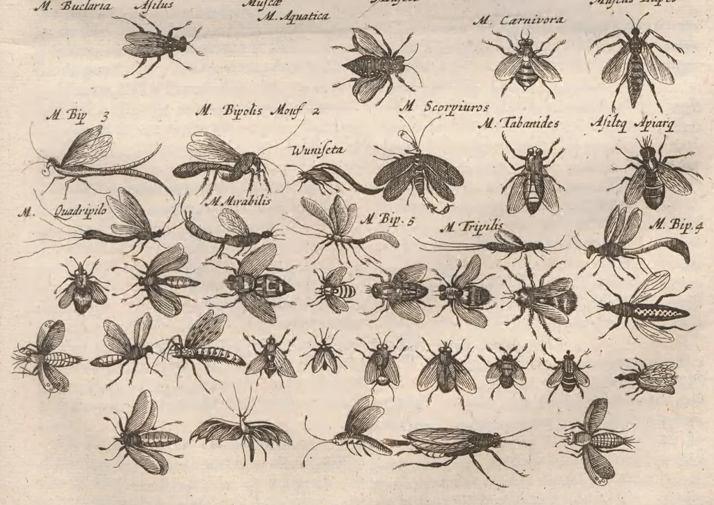 An illustration from Dr I. Ionstons beschrijving van de natuur der gekerfde of kronkel-dieren, slangen en draken. Neffens haer beeldenissen in oper gesneden., 1660, leaf 77