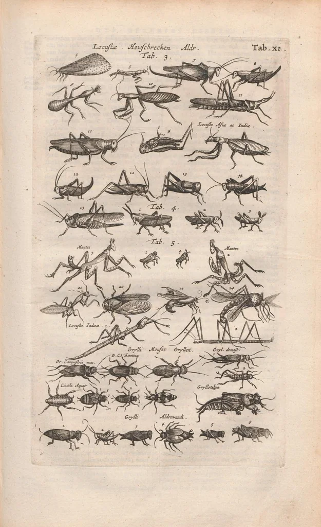 An illustration from Dr I. Ionstons beschrijving van de natuur der gekerfde of kronkel-dieren, slangen en draken. Neffens haer beeldenissen in oper gesneden., 1660, leaf 91