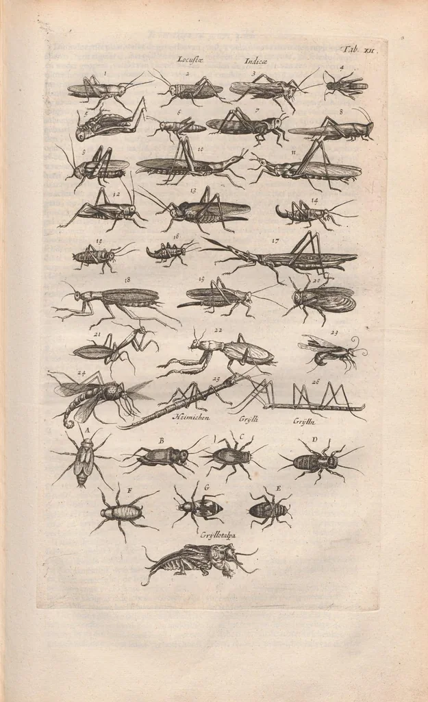 An illustration from Dr I. Ionstons beschrijving van de natuur der gekerfde of kronkel-dieren, slangen en draken. Neffens haer beeldenissen in oper gesneden., 1660, leaf 95