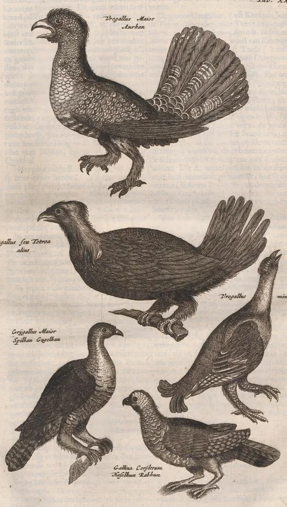 An illustration from Dr. I. Ionstons Beschrijving vande natuur der vogelen neffens haer beeldenissen in koper gesneden, 1660, leaf 101